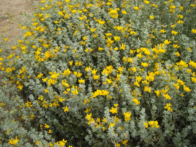 Lotus creticus photo